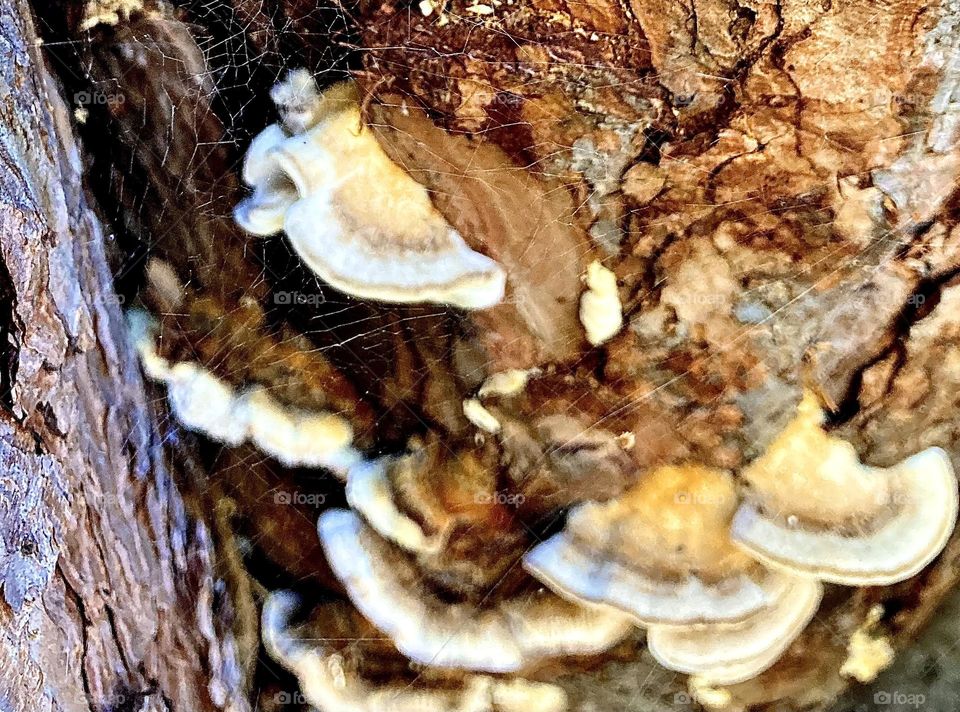Wild shelf mushrooms on tree bark 