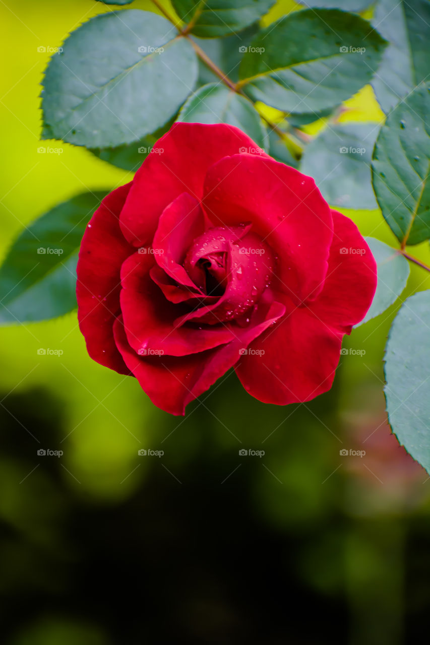 Beautiful dew drop on rose flower