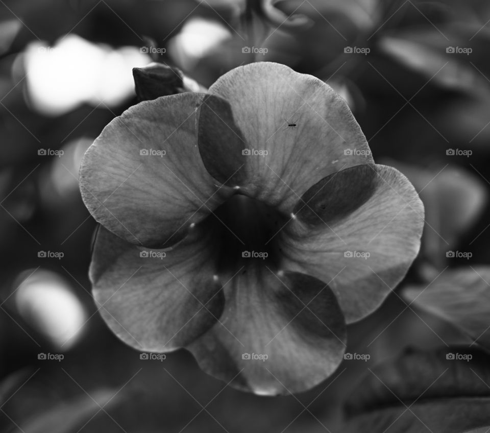 floral photography - black and white style