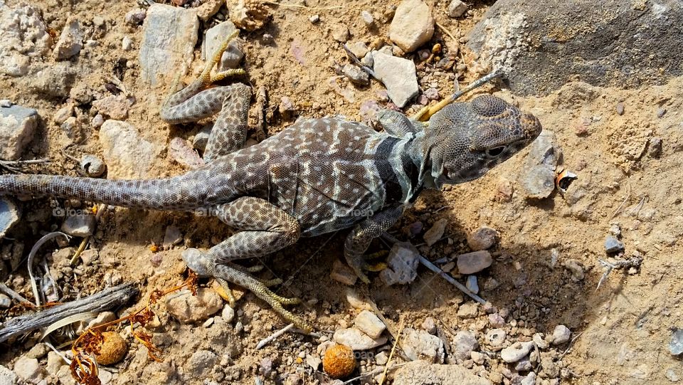 Great Basin Collared Lizard, Nevada