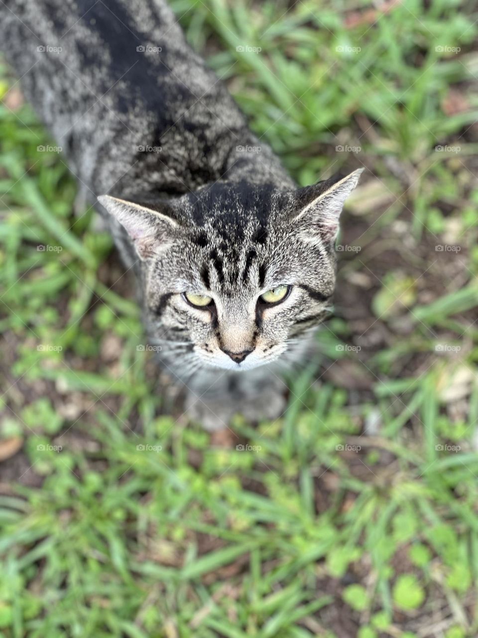 I am the protector of my family 