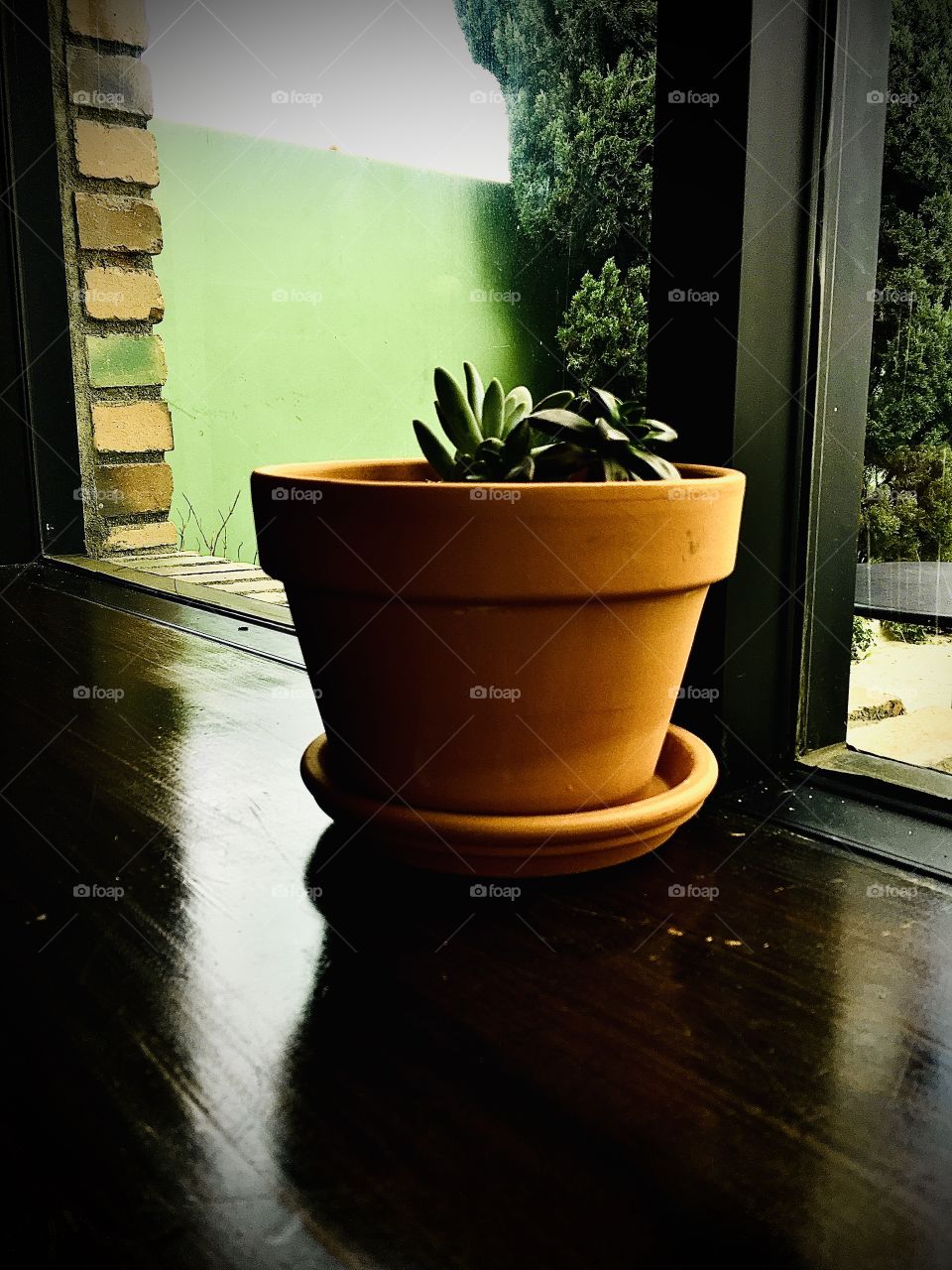 Plant, shadow, succulent, garden, lighting, planter, flower pot, terra-cotta, window 