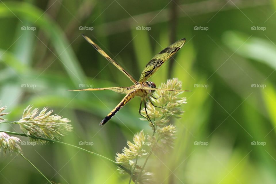 Golden dragonfly resting on grass seeds, beautiful golden wings are translucent