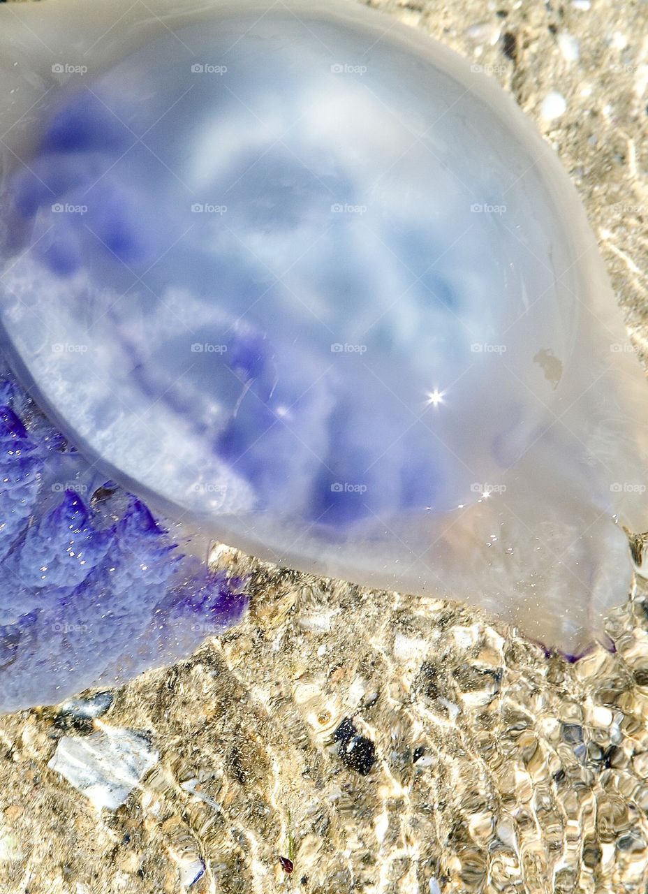 Медуза с человеческим лицом 