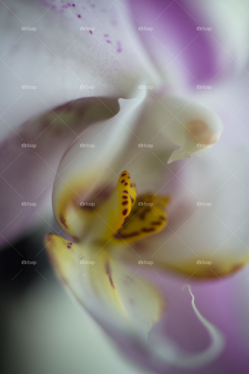 flora nature flower macro by ndia