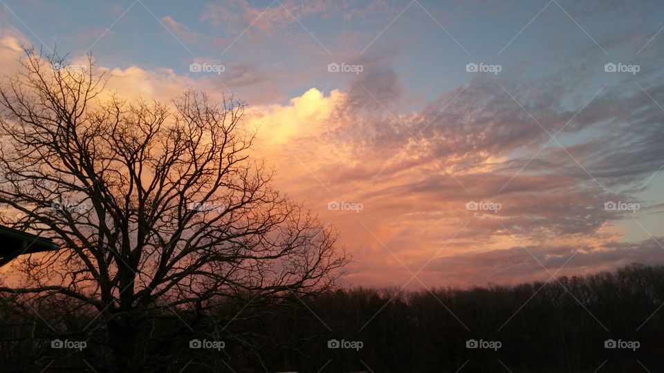 Cloud & tree