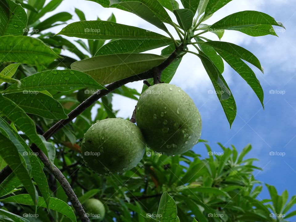 pong pong tree (ต้นตีนเป็ดน้ำ)