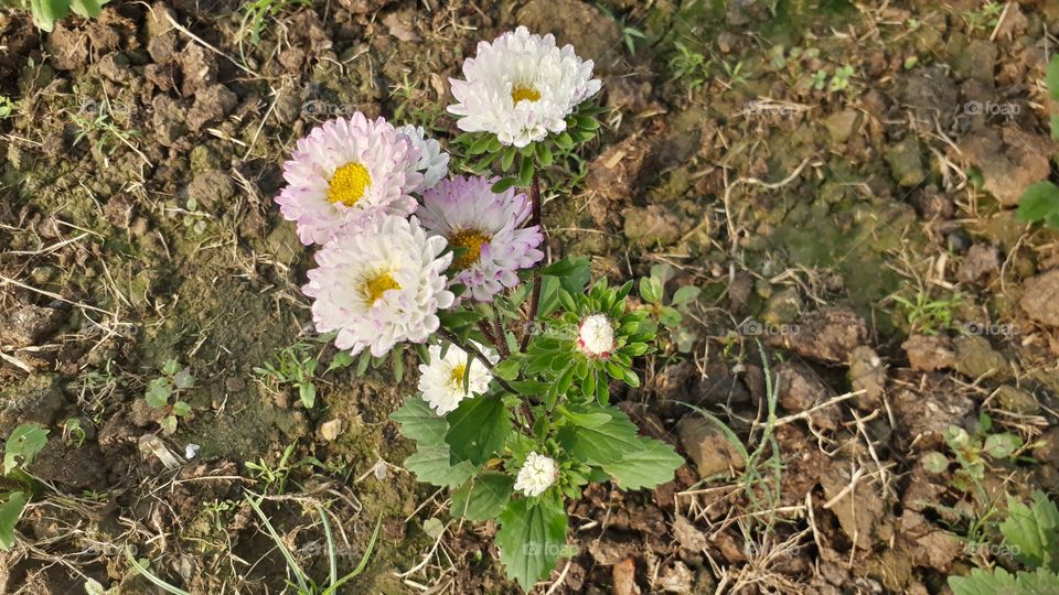 a beautiful white flowers plant in the garden