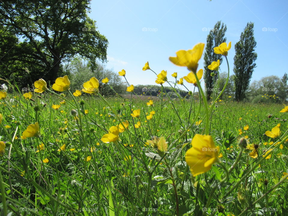 Buttercups