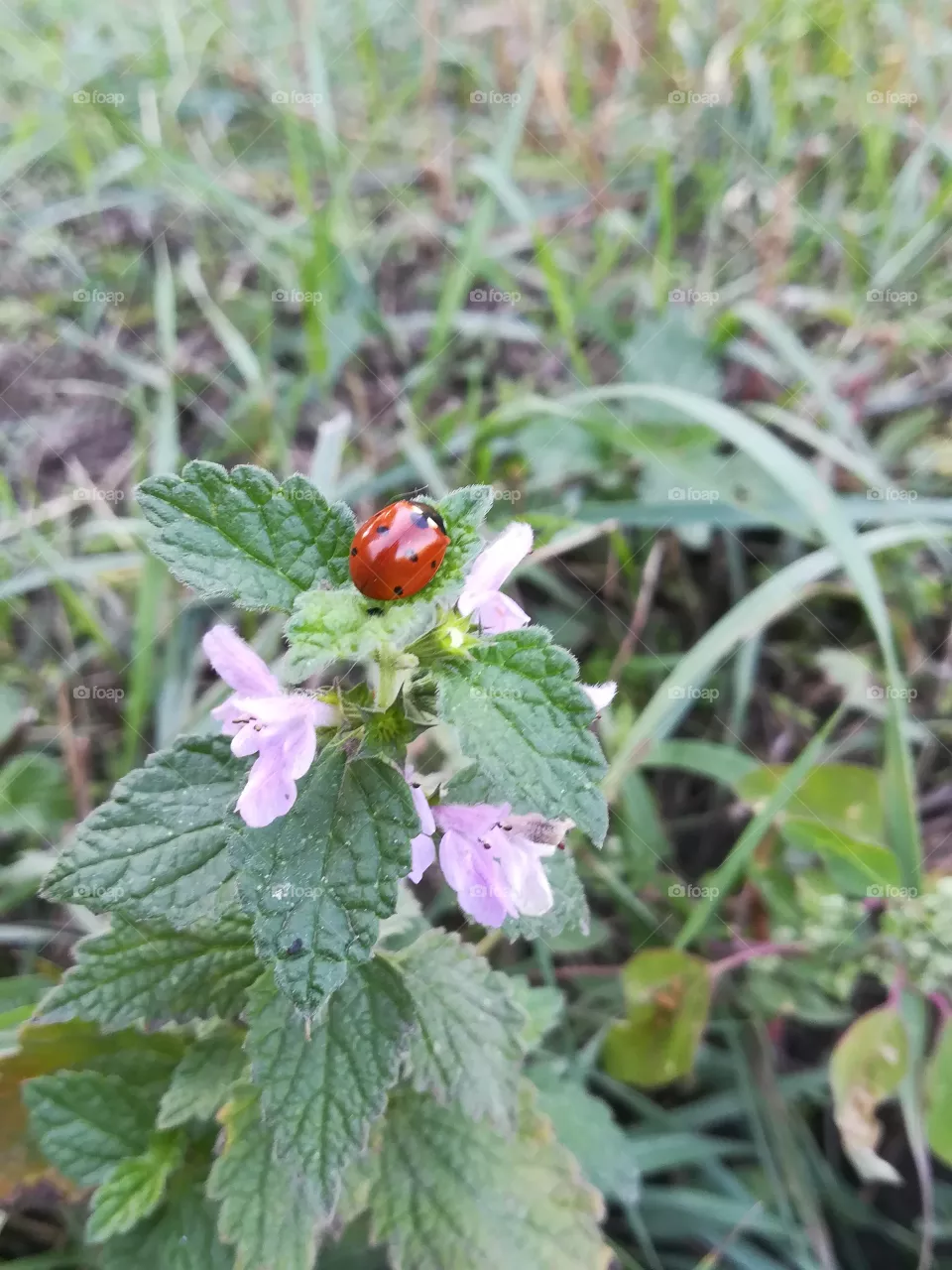 Lady bird