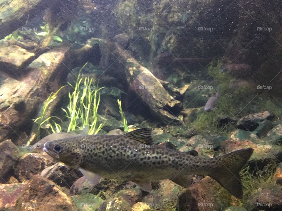 New England Aquarium trout
