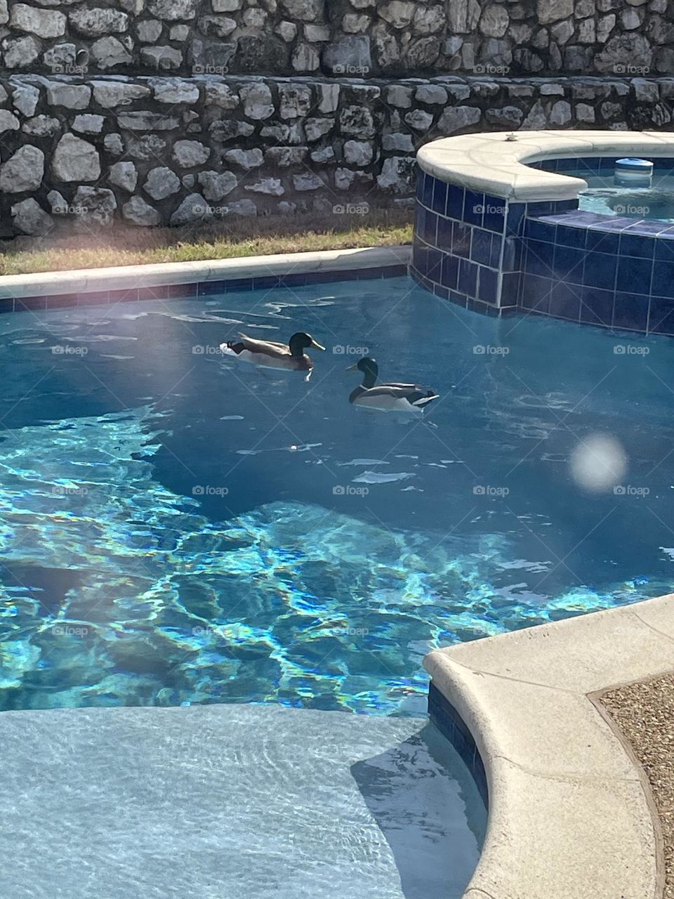 Ducks in the pool