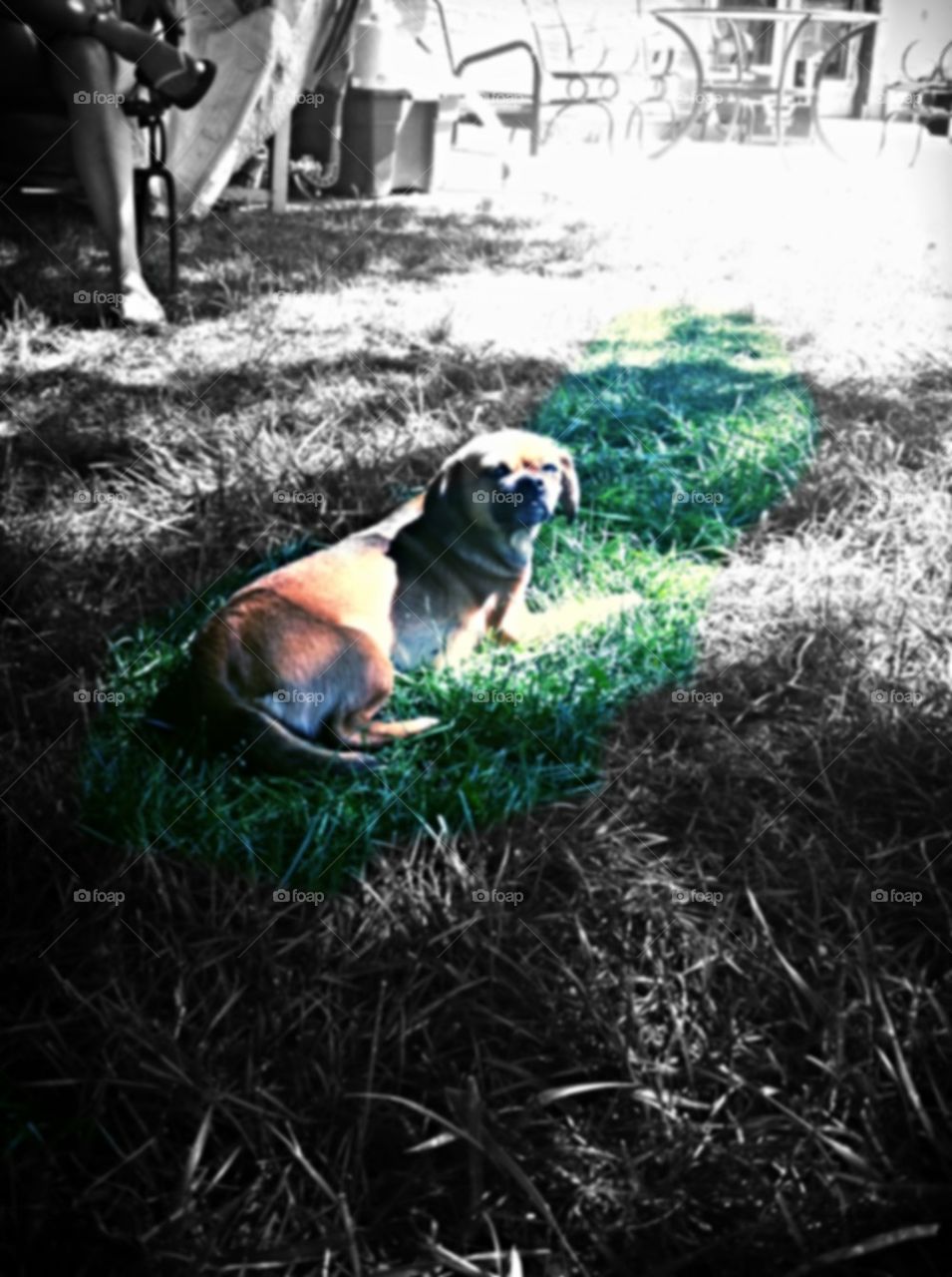 Dogg in grass