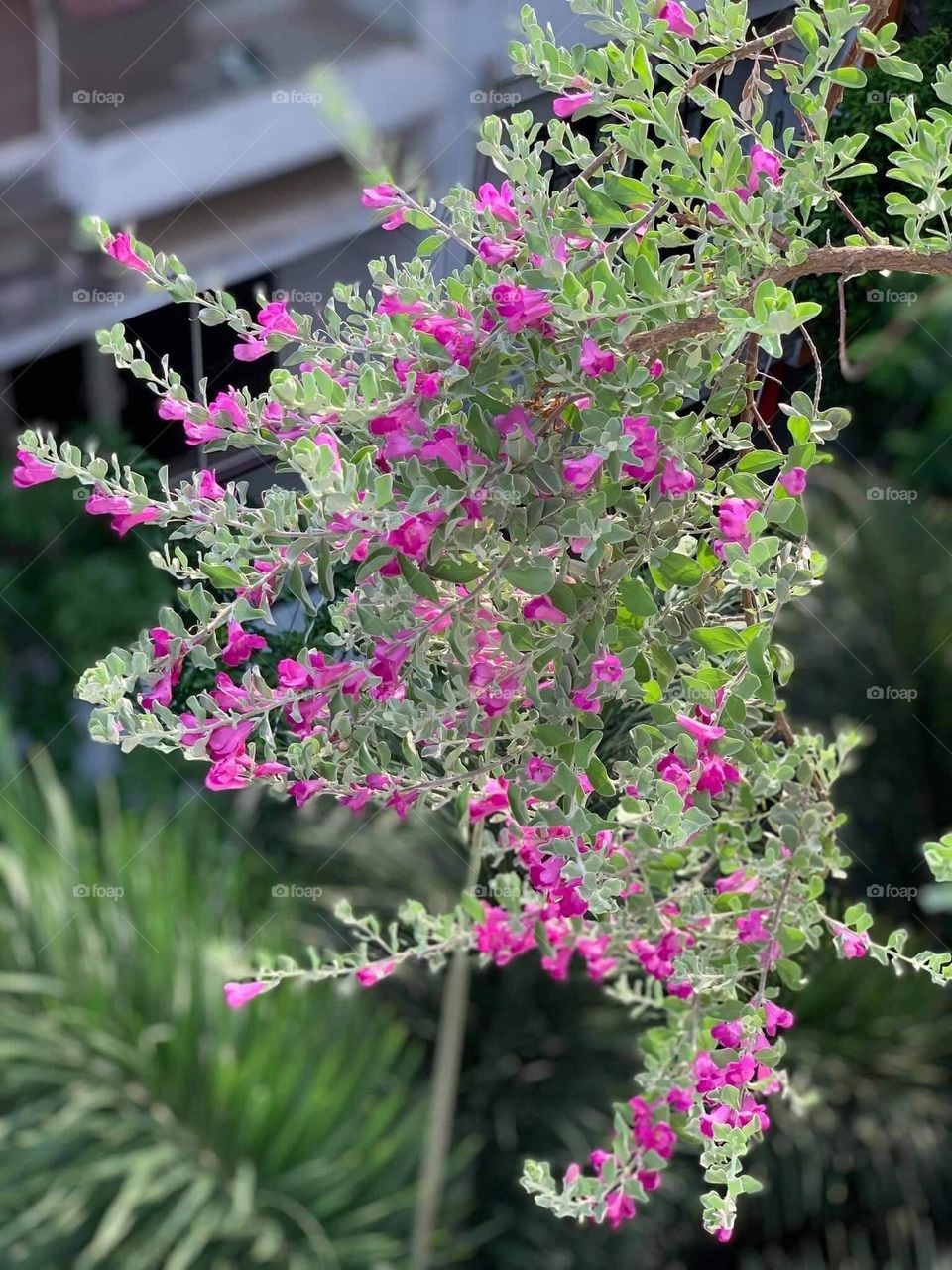 Sắc tím Trong Vườn.