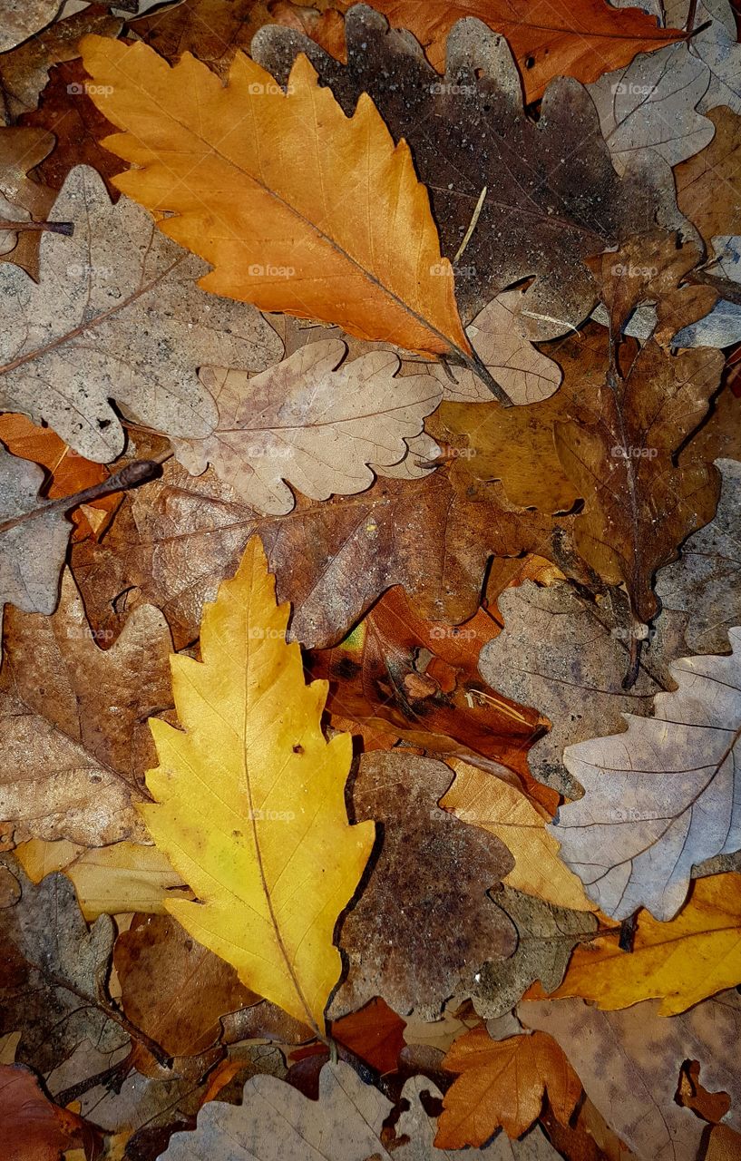 Yellow leaves on the ground