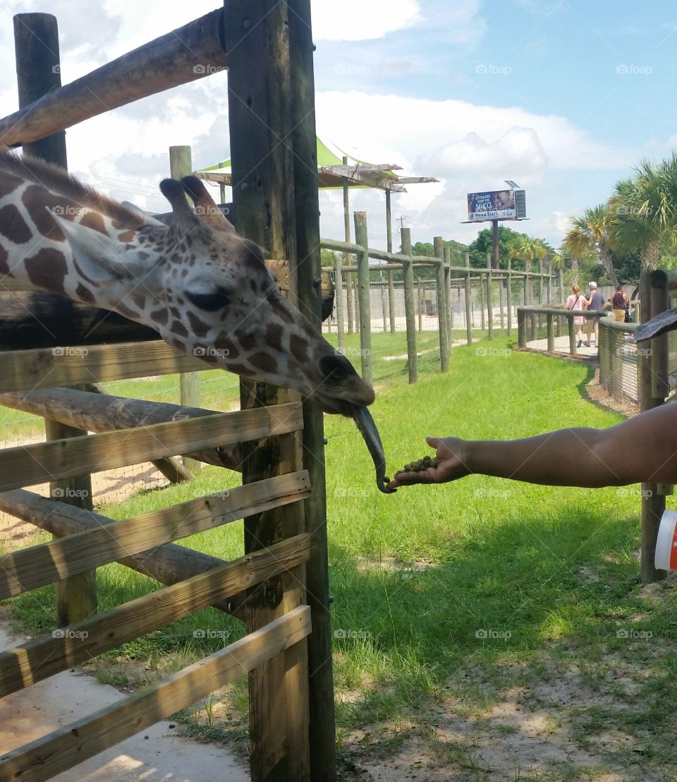 Feeding time with baby giraffe