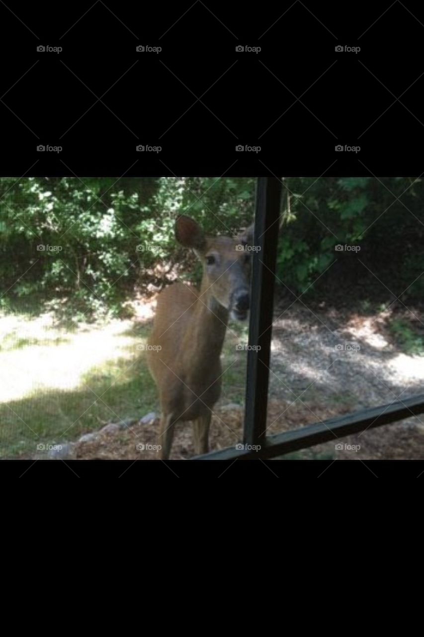 Deer looking in my window