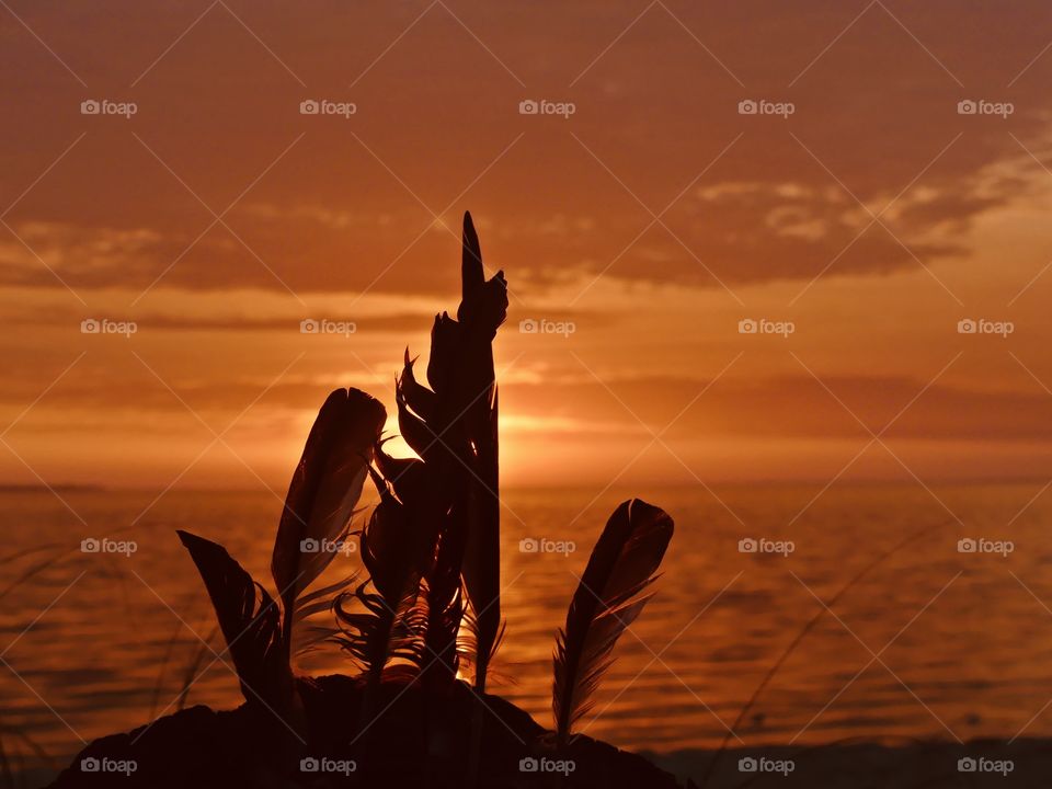 Feathers and magnificent sunset