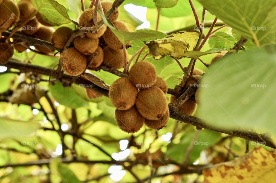 Fruit, Nature, Food, Leaf, No Person