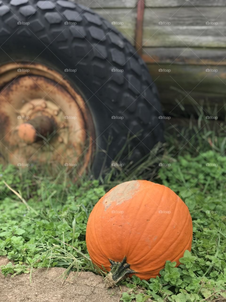 Pumpkin season in the country VA