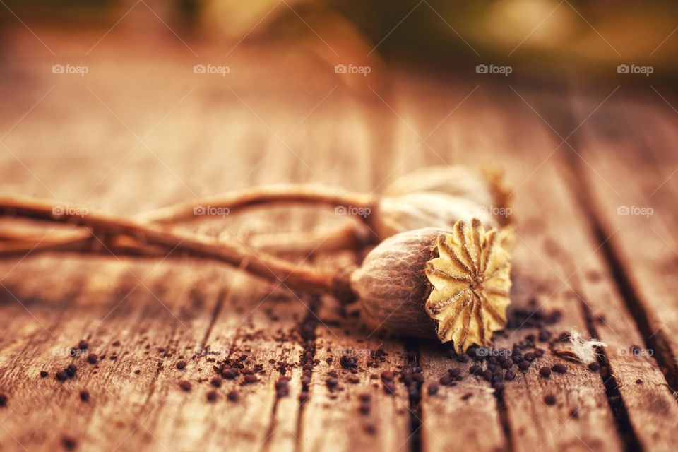 dried poppy boxes on a wooden table with cracks. There are poppy seeds scattered on the table nearby.