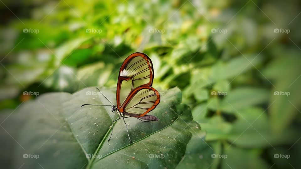 Schmetterlingspark Bendorf