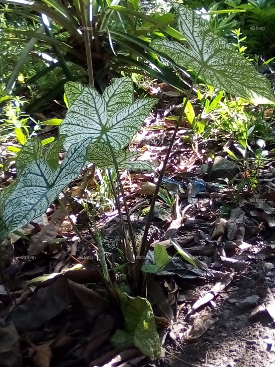 leaf flower