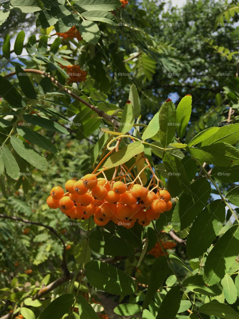 bunch of viburnum on branch