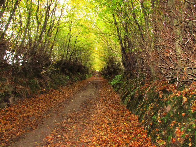 Nature canopy of trees