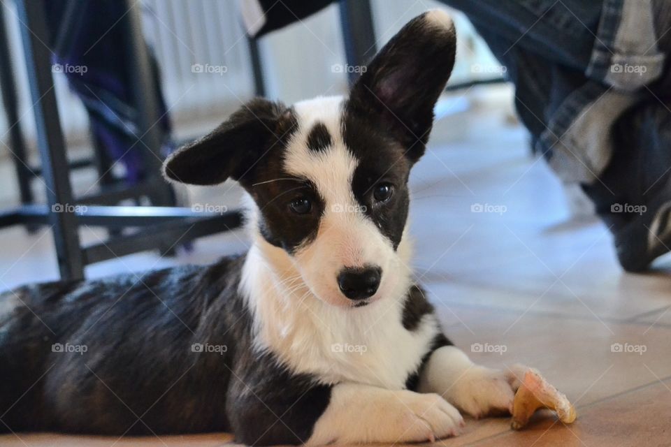 Portrait of dog on floor