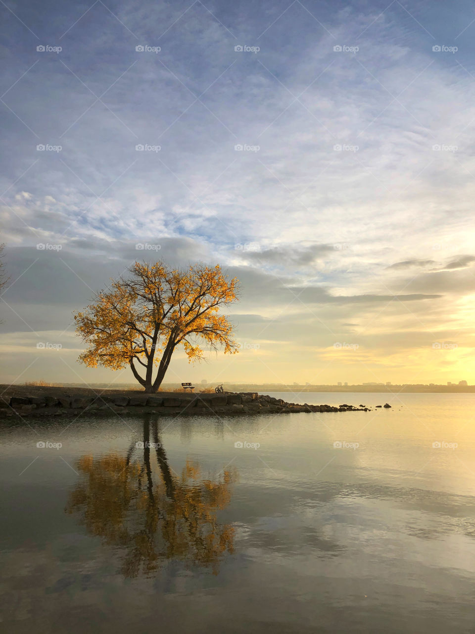 A bench and a bicycle under a yellow tree by a lake