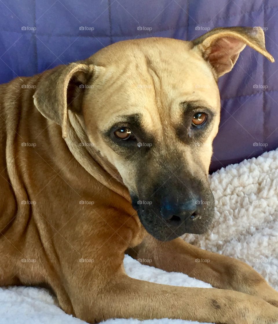 Dog with very sad eyes