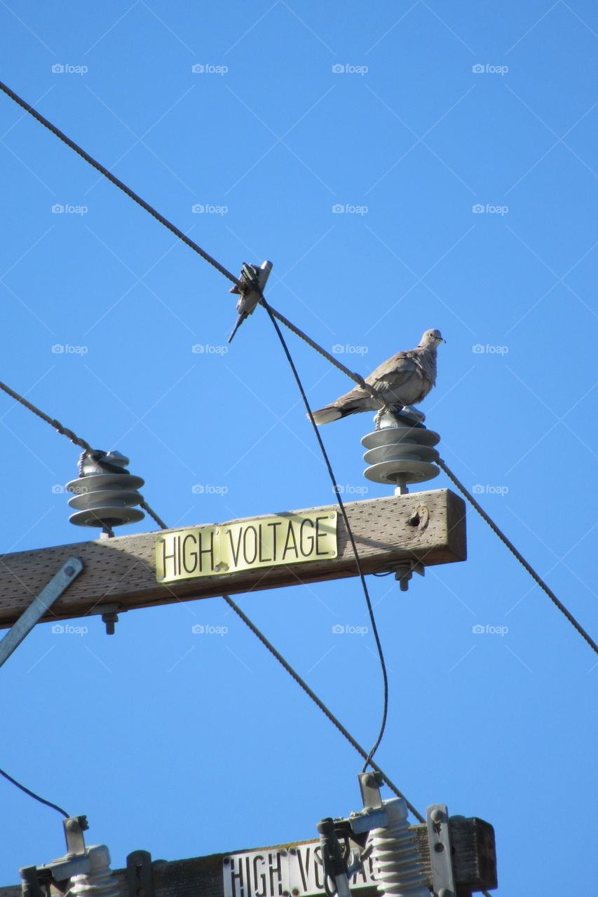 Bird on a power pole