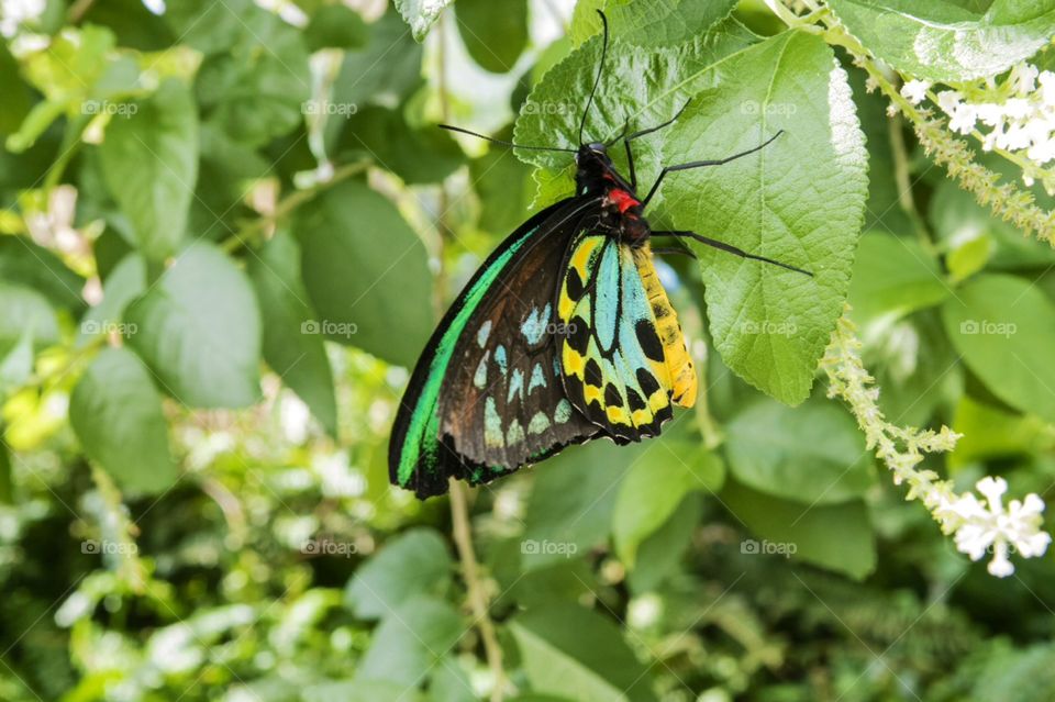 Exotic Butterfly. Exotic Butterfly , one of many at the Judy Istock Butterfly Haven in Chicago.