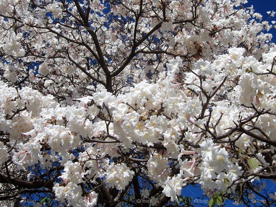 white flowers