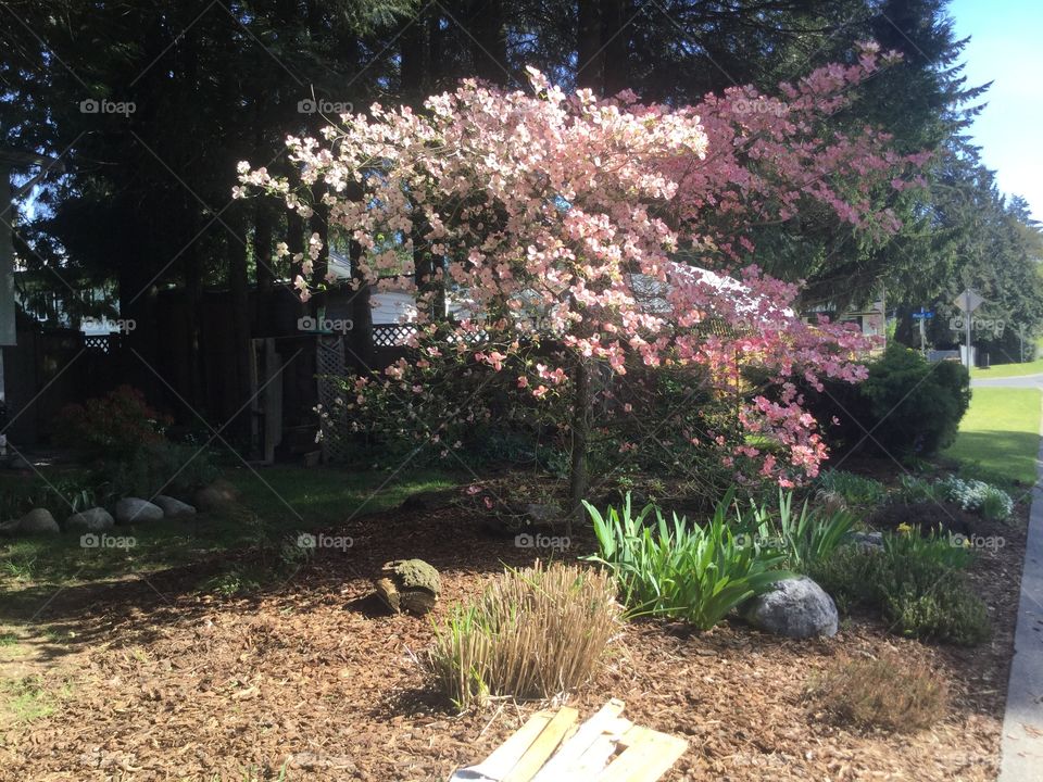Cherry Blossoms in the garden 