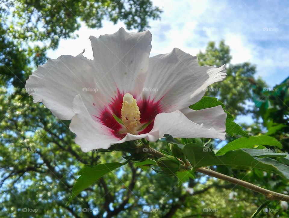 Beautiful bloom