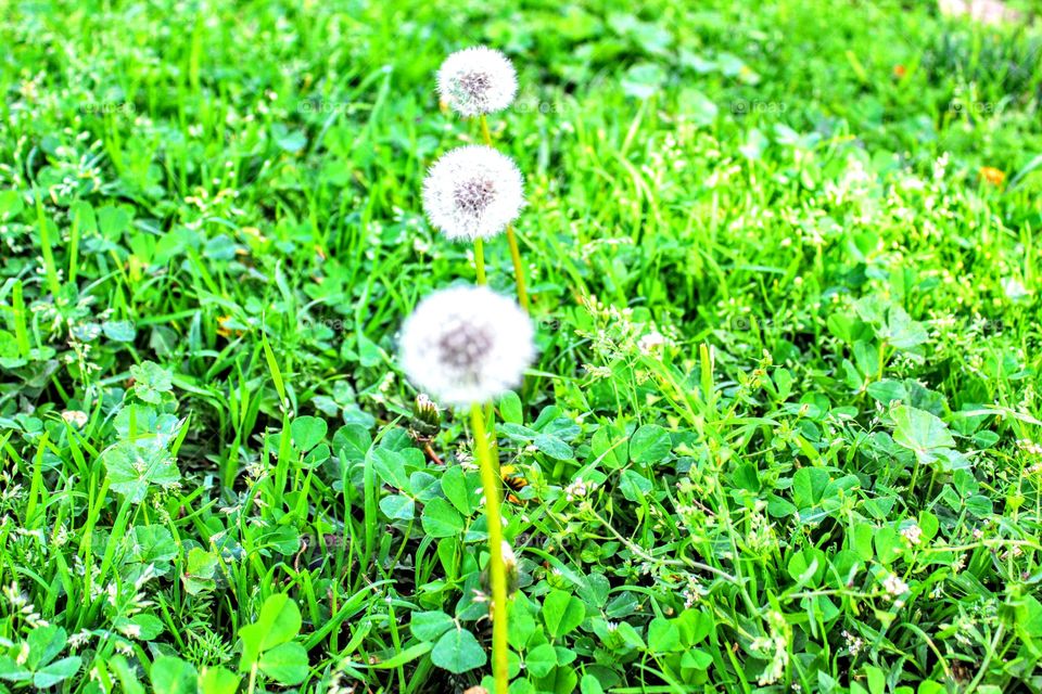 dandelions