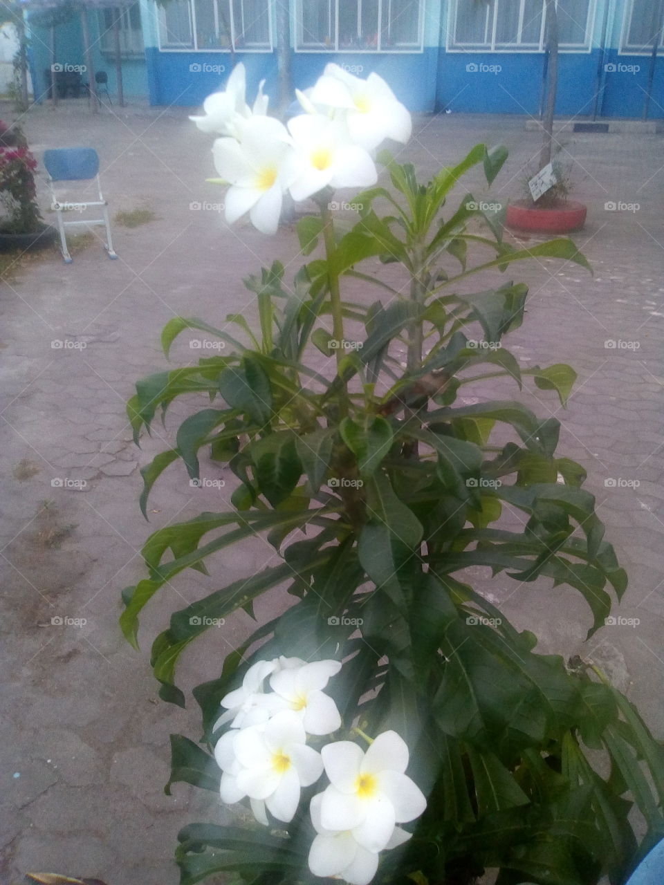 Flower