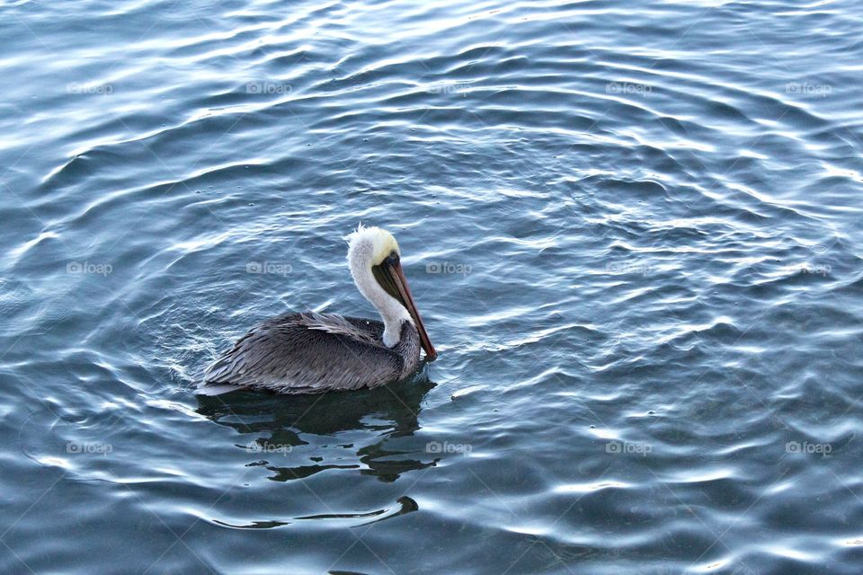 Rear view of a brown pelican floating in the water