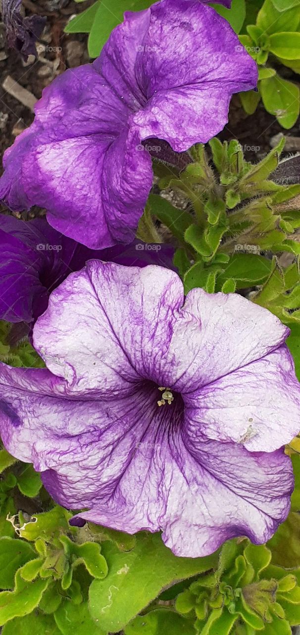 flores moradas del jardín