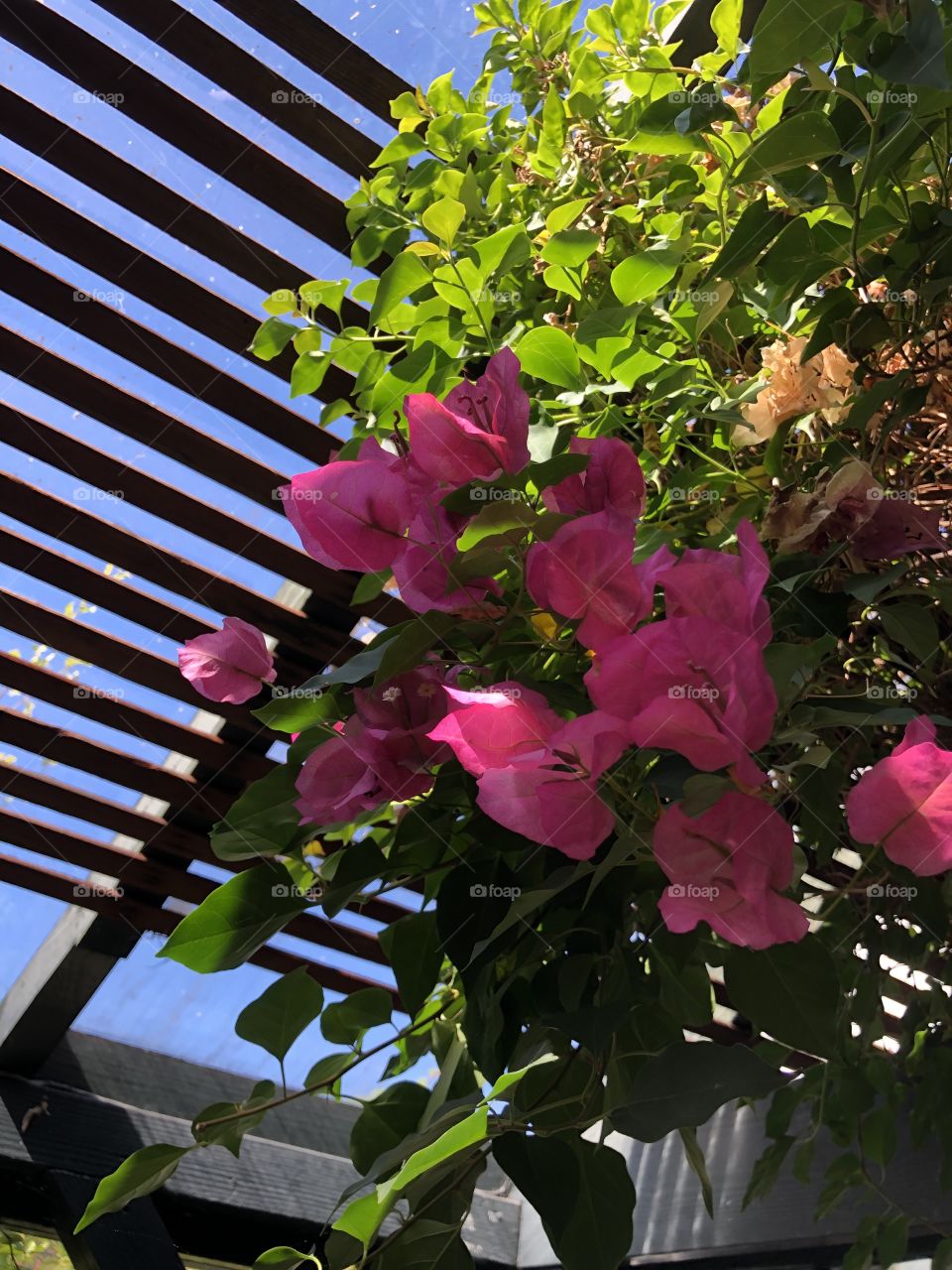 Bougainvillea at the Pelican Inn