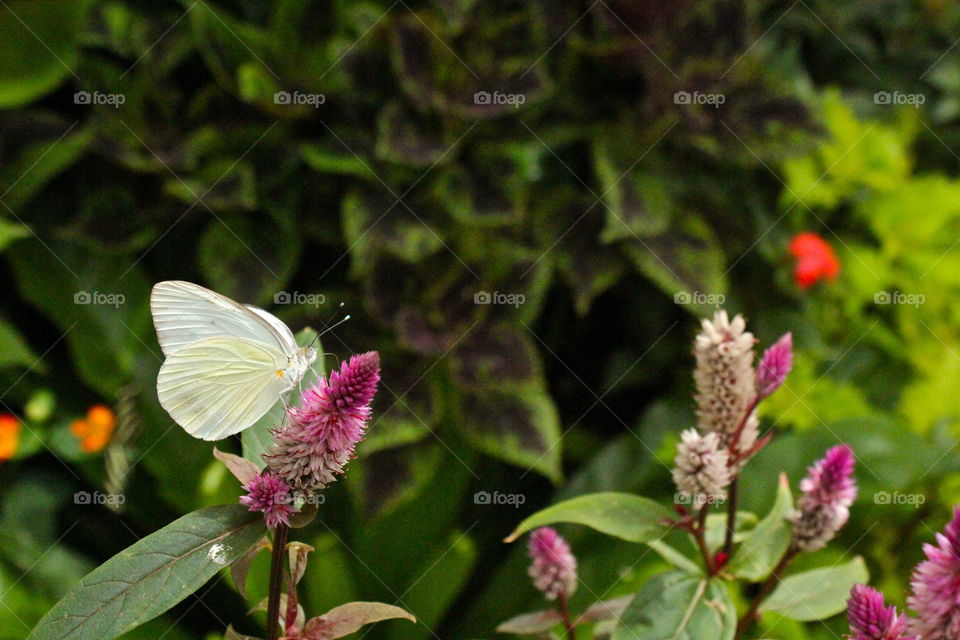 white butterfly