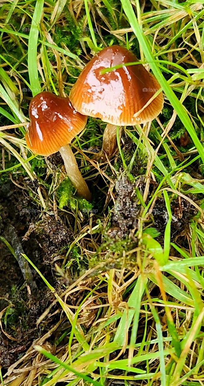 brown mushrooms surrounded by grass and dirt glistening on top from a recent rain in Oregon