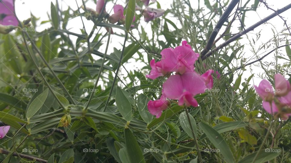 Wild Flowers of Asheville, NC