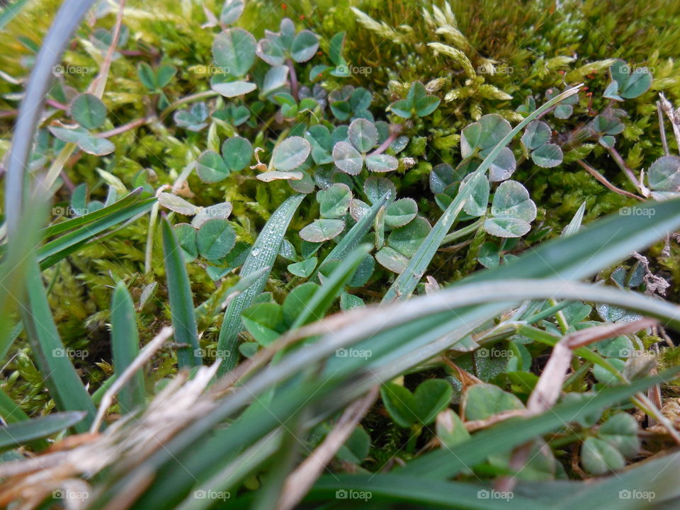 Clover baby leaves close up