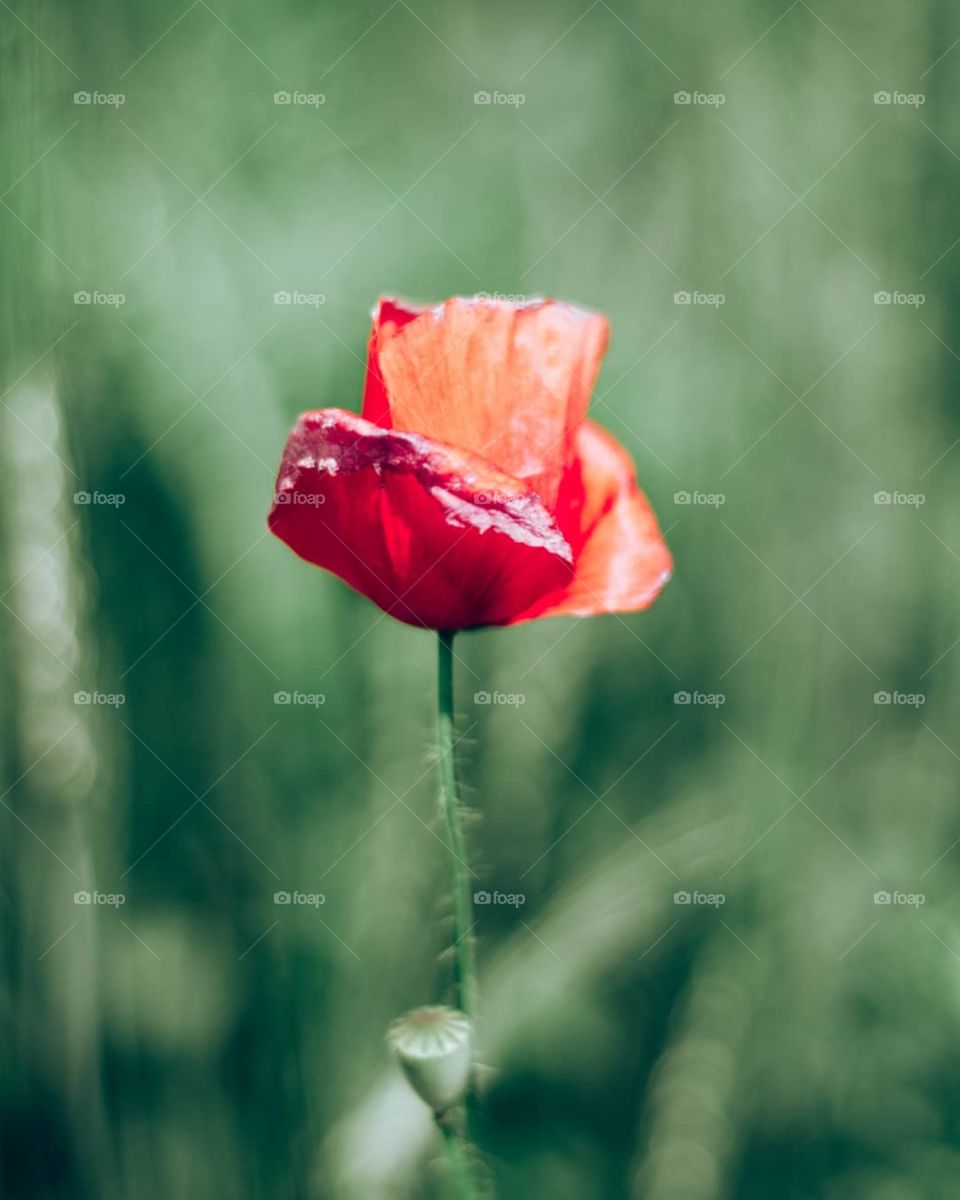 poppy flower in the wild