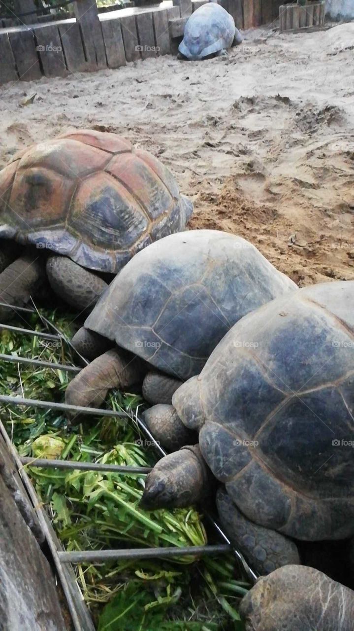 parco delle cornelle/italy