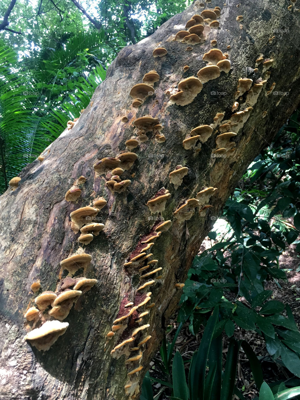 Mushroom on tree trunk
