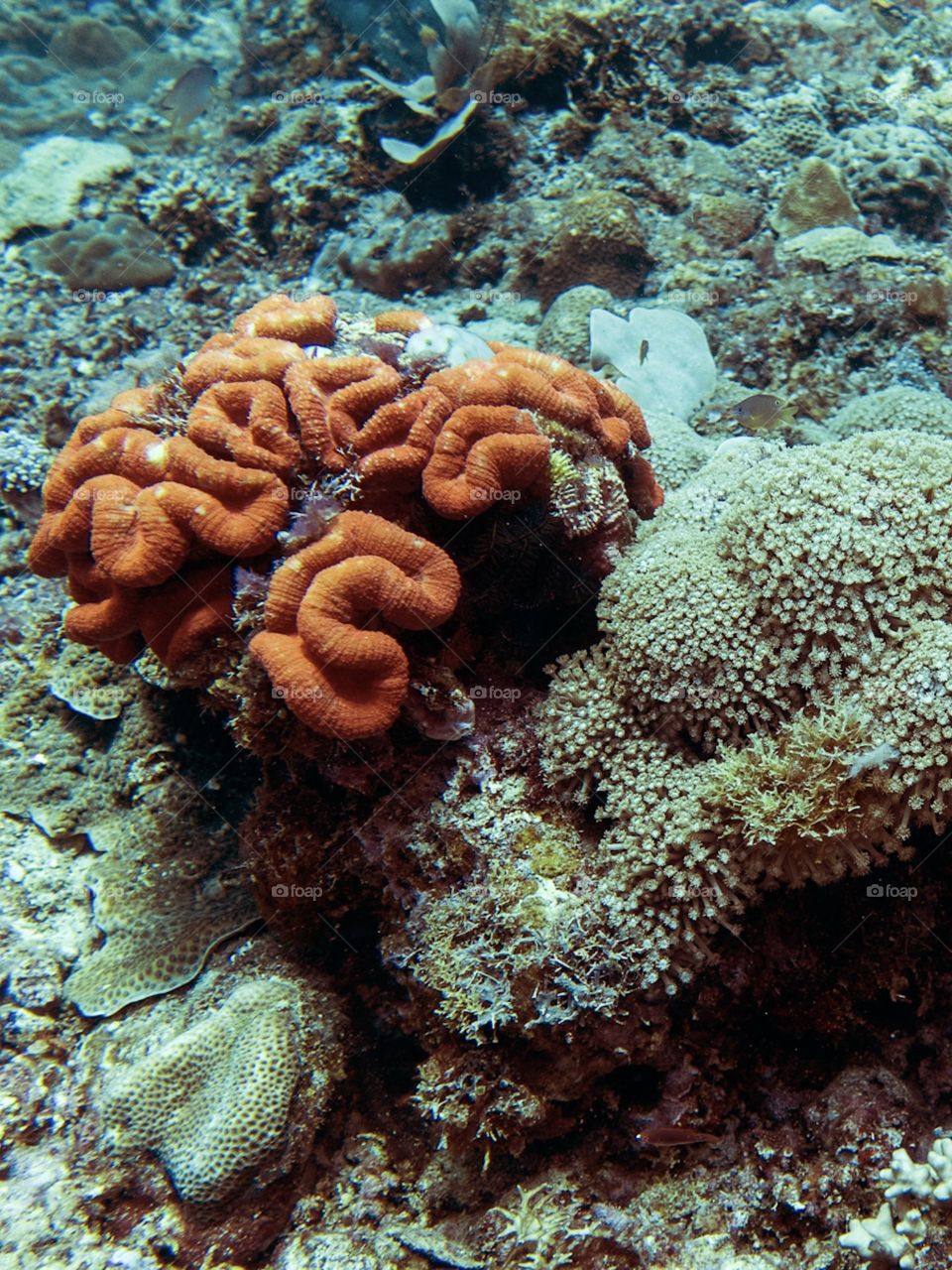 Brain Coral in tropical waters of Philippines